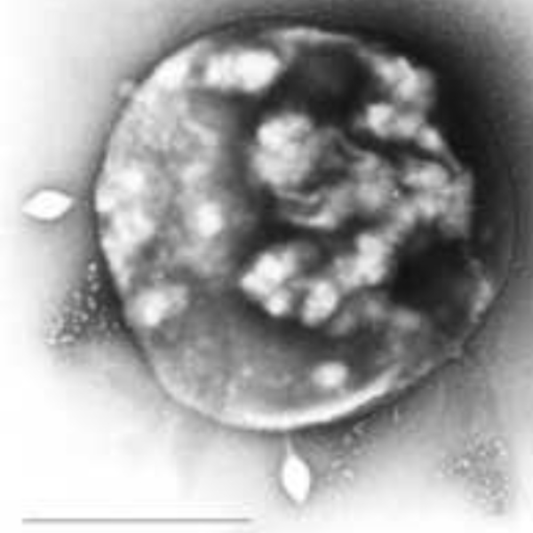 The First Eukaryote (the Great Ancestor)