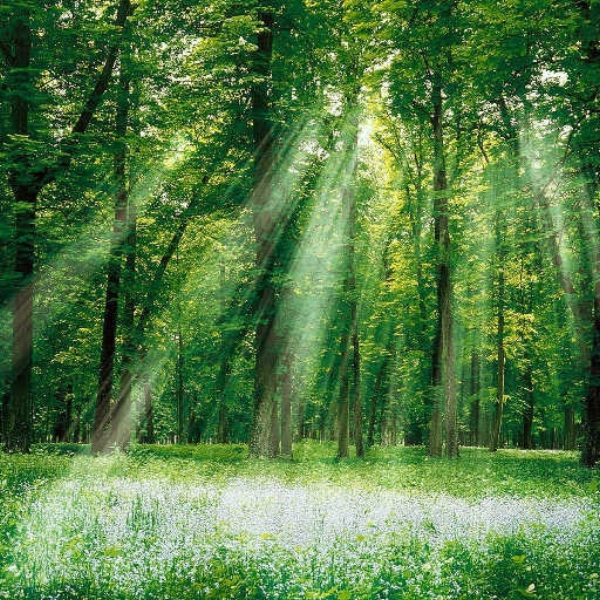 The Forest and The Cave