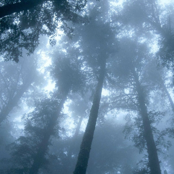 The Forest Mist Anthem