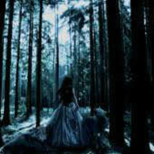 The Forrest and the Sand