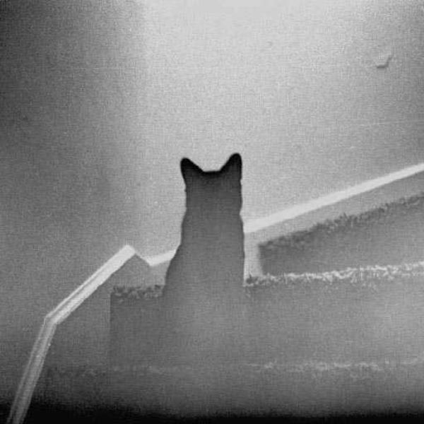 The Ghost Cat
