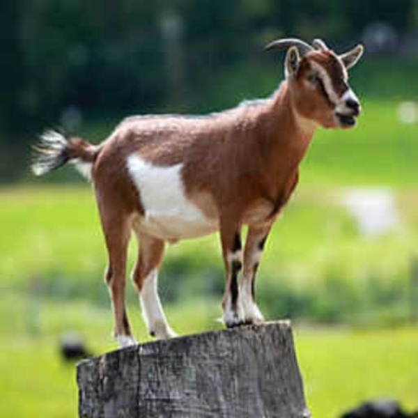 the goatfish