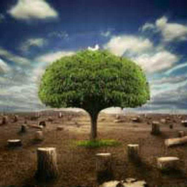 the last tree