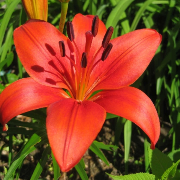 The Lily Queen