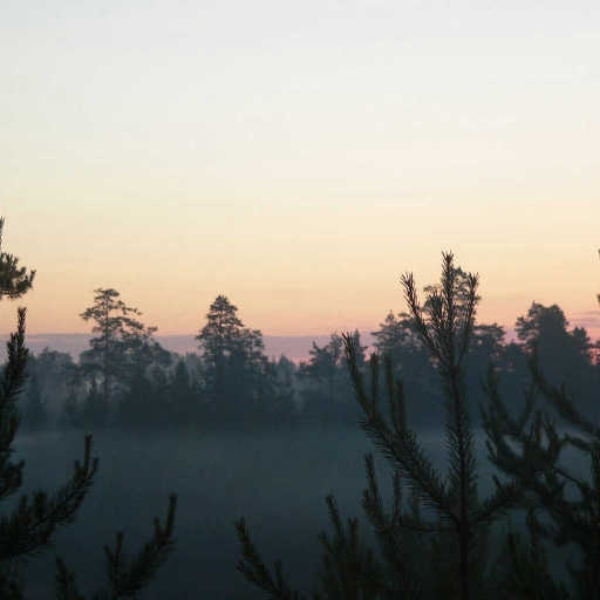 the morning song