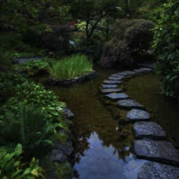 the old pond