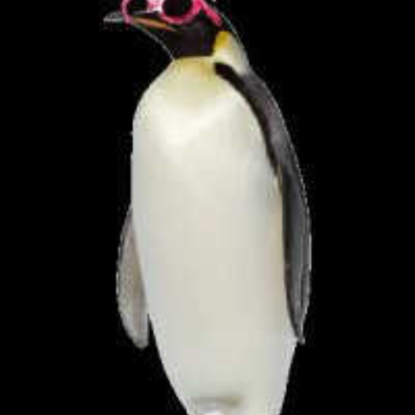 The Rave Penguin