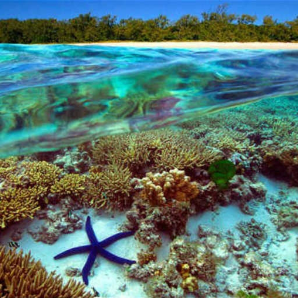 The Reef