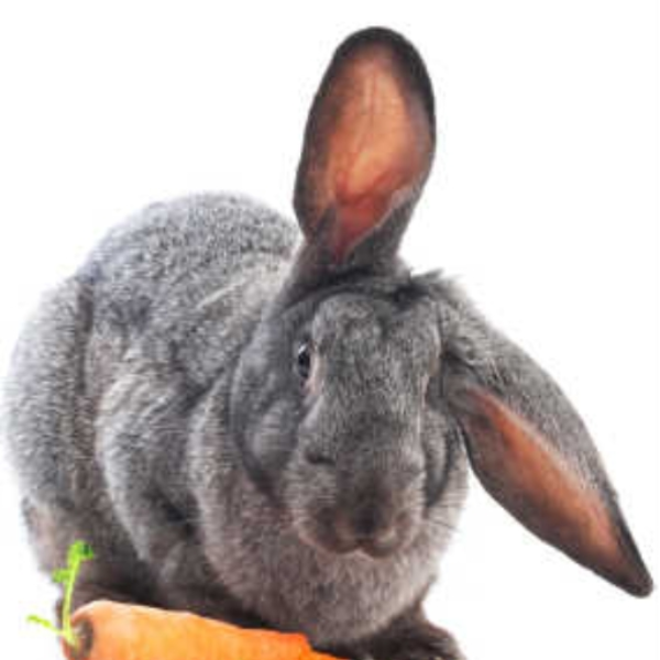The Reward Is Carrot (Original Mix)