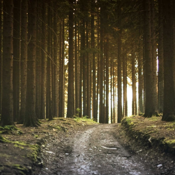 The Road Less Traveled