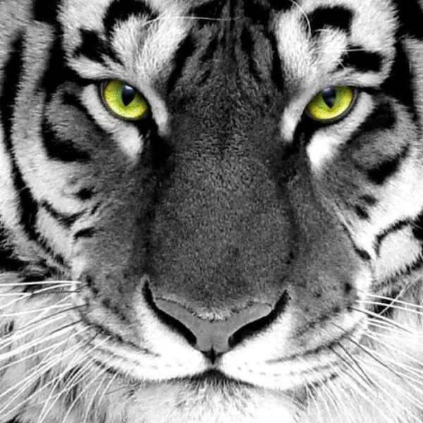 The Tiger