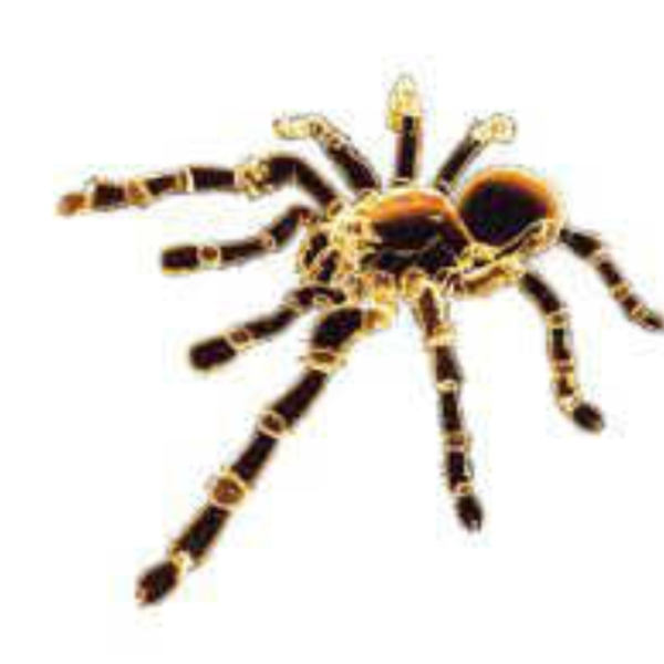 The Transforming Unspoken Spider