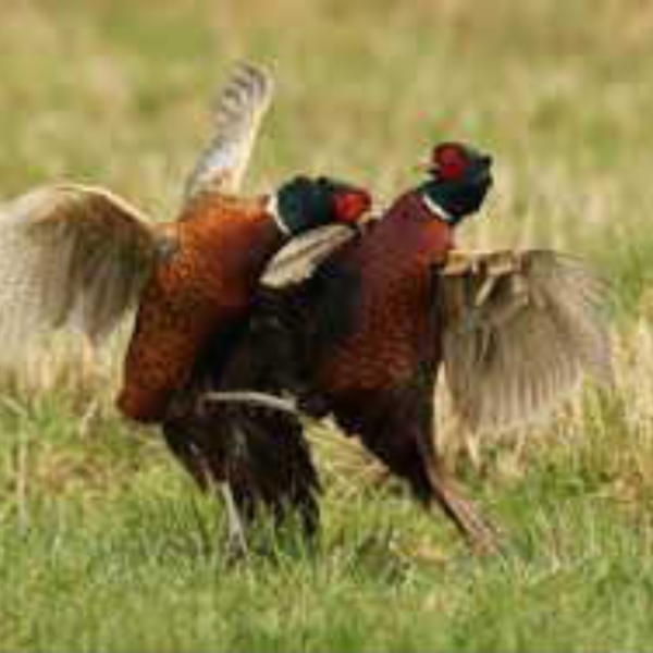The Unpleasant Pheasant