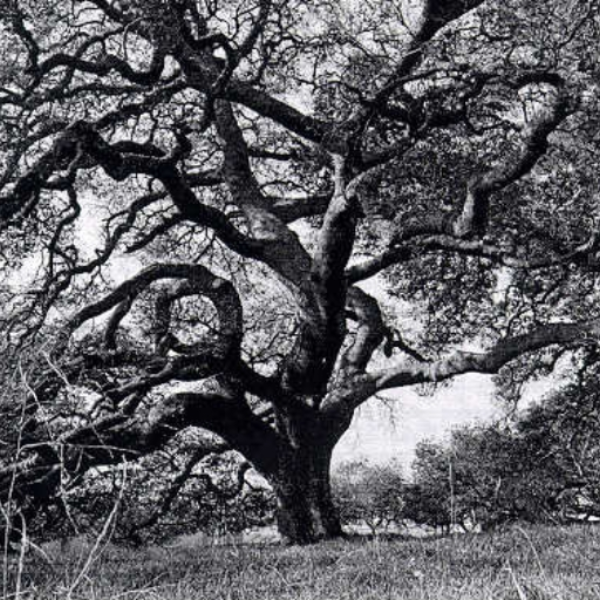 The Wood