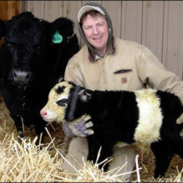 Theme for the Panda Cow