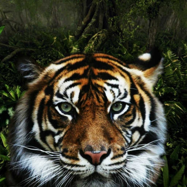 They come from the jungle