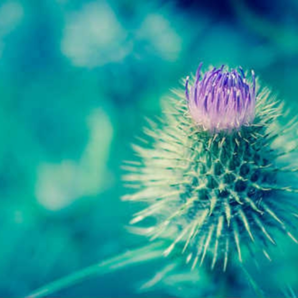 thistle field