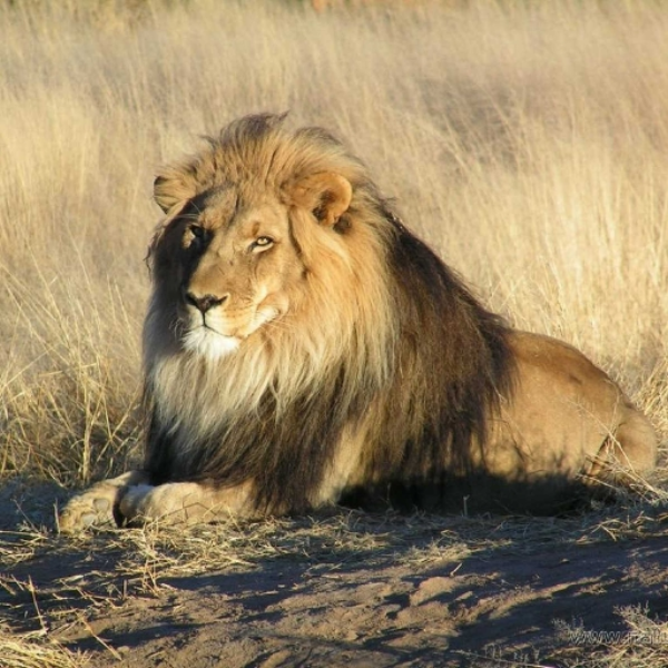 Thunder and Lion