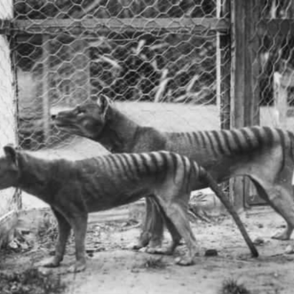 TIGERS