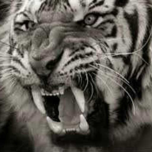 Tigris
