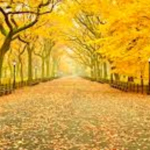 A Walk In The Trees