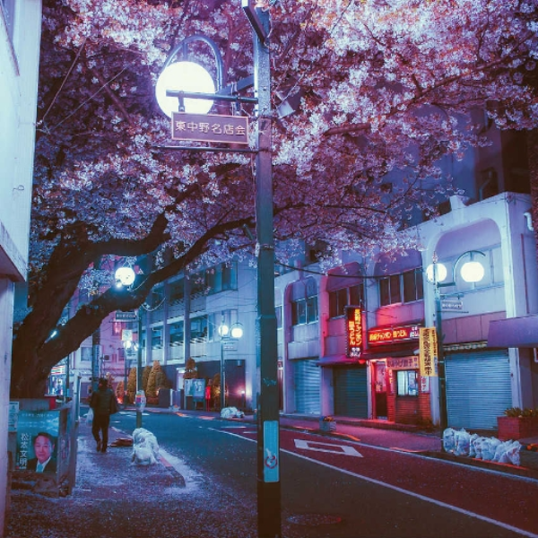 tokyo nights