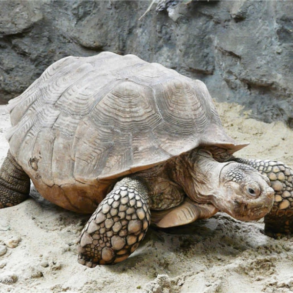 Tom Sure  Likes Turtles (We Know You Do!!)