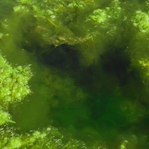 Algae
