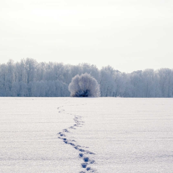 Traces