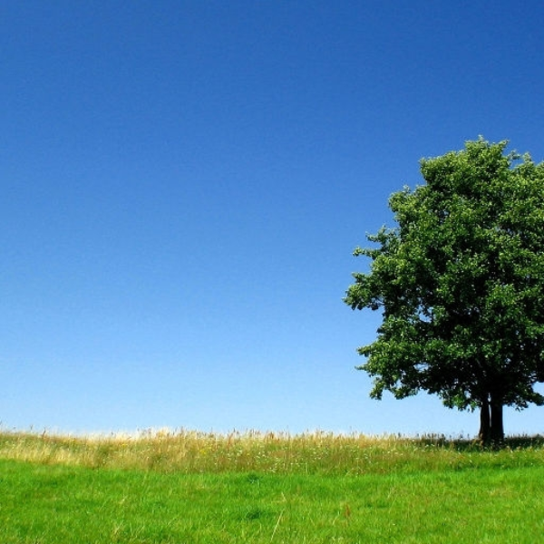 Tree(Remix)