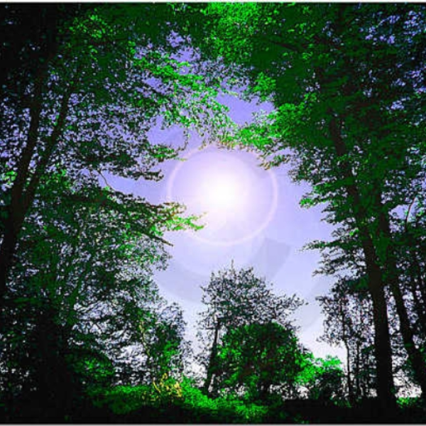 Treetops