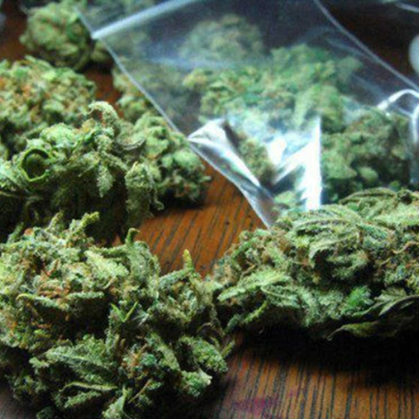tRopicAl viBEs (wEedeD VErsioN)