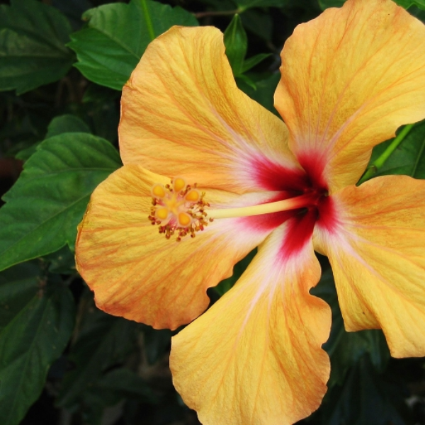 Hibiscus Bloom