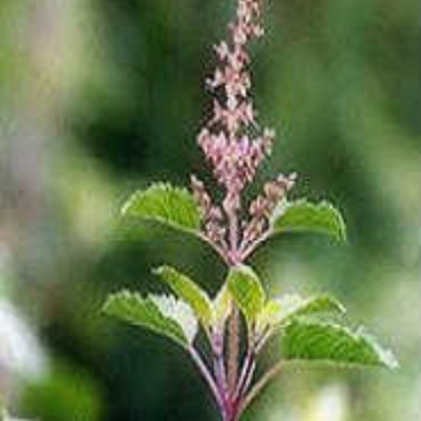 Tulsi