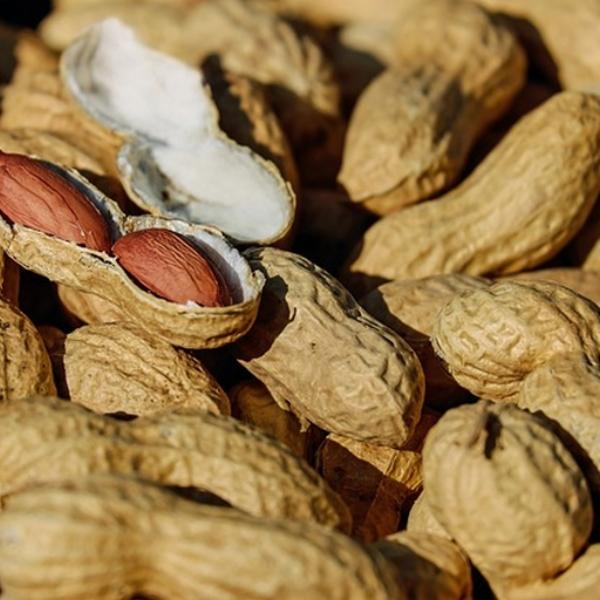 Deez Nutz