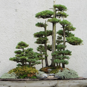 Bonsai Forest
