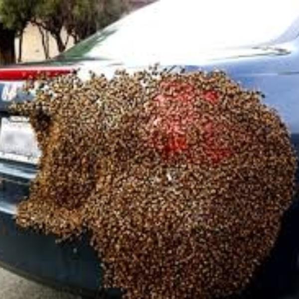 Swarm In The City