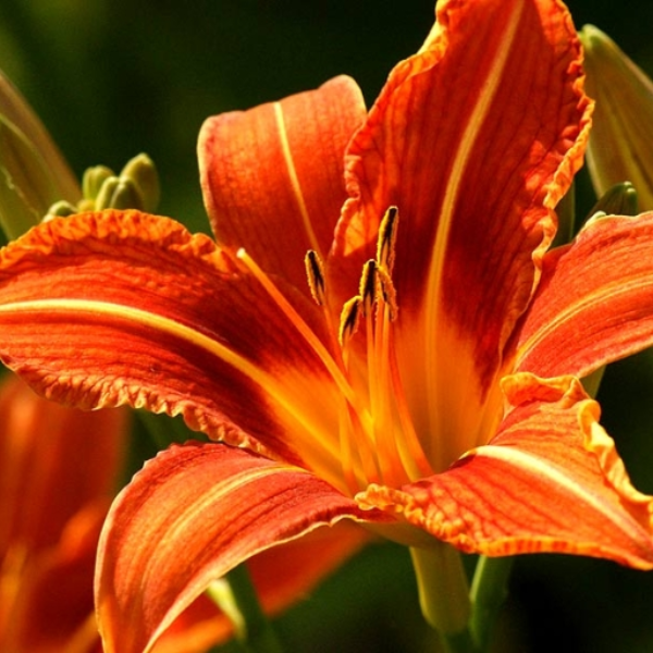 Lily