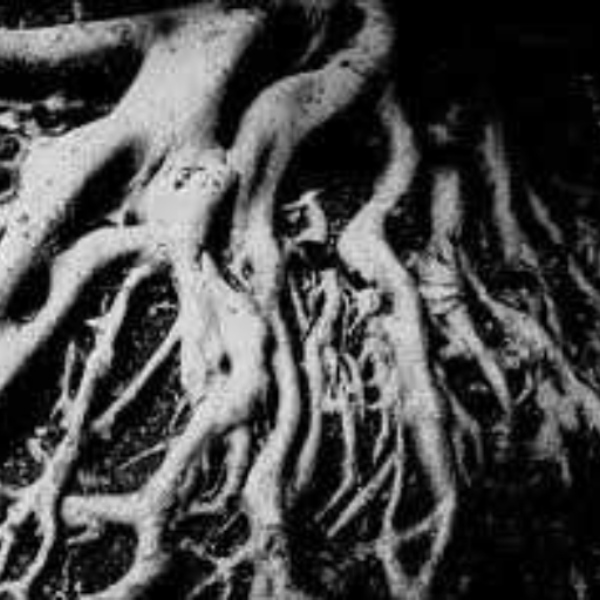 Undergrowth