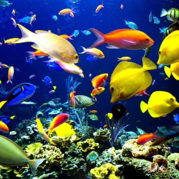 Underwater traffic