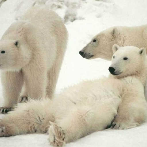 Remix of Polar