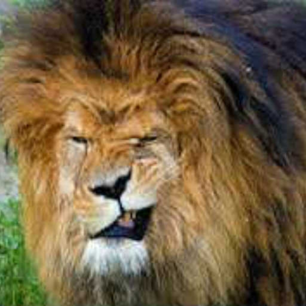 TURFU-LEAD LIONS
