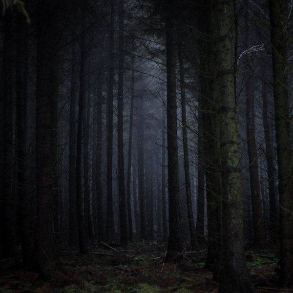 Forest 18