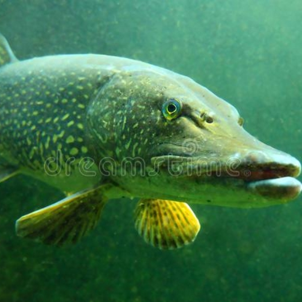 dj KEEGO remix fishy trax #7