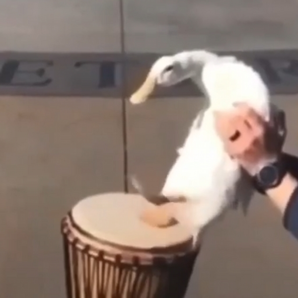 honk bonk