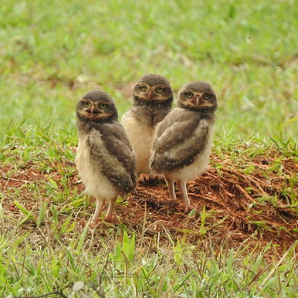 Song about three birds: Operation Cooperation
