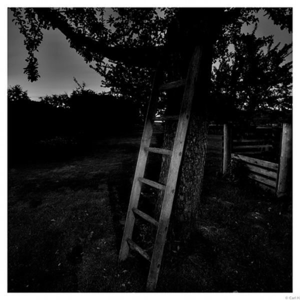Moonlight Garden