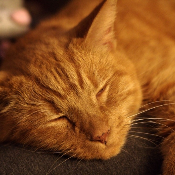 cat nap