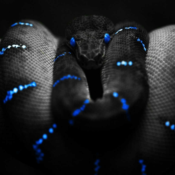 Venomous Trap (MP Editz)