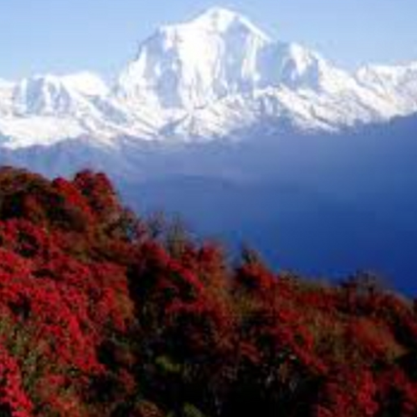 Crystallized Bhutan